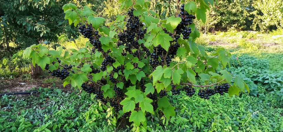 Секреты успешного ухода за смородиной: советы опытного дачника