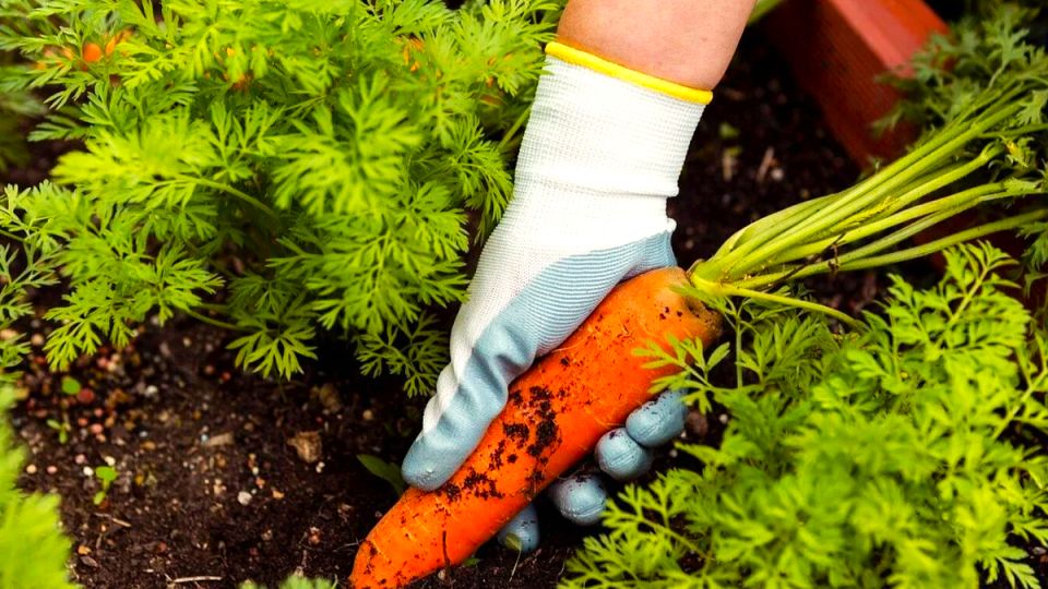 ��� ������� ��������� ����� ������� ��� ���������� �������