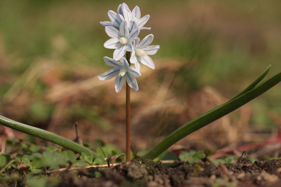 Пушкиния: весенний первоцвет, который стоит добавить в ваш сад