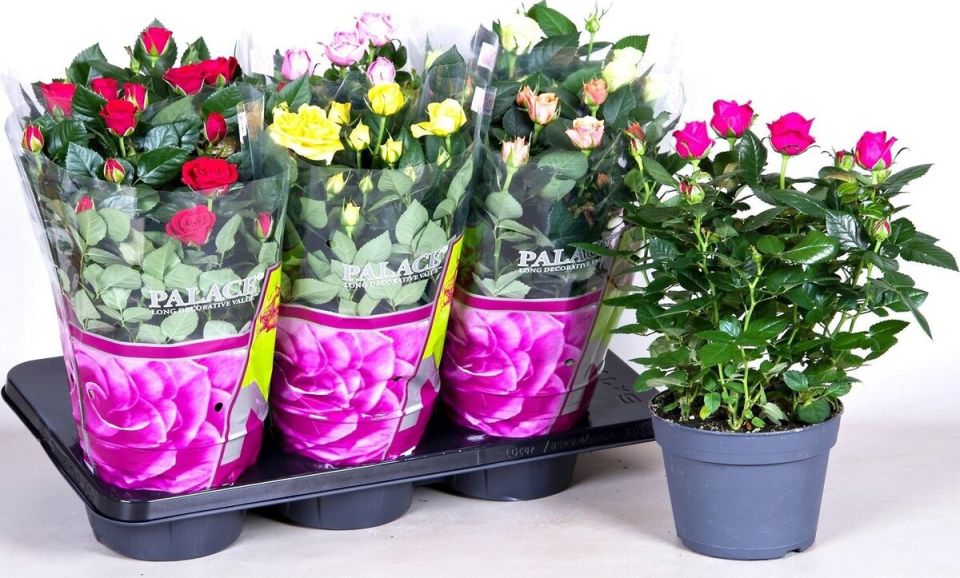 Как сохранить подаренную розу в горшке