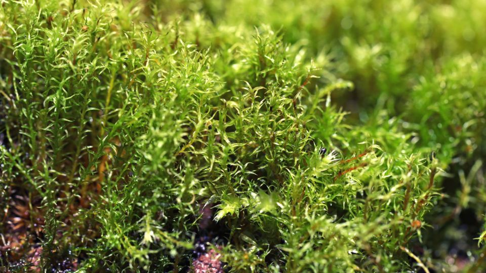 �� �� ������� � �� � ��������: ��� ��� ���������� ��� ������ ����������