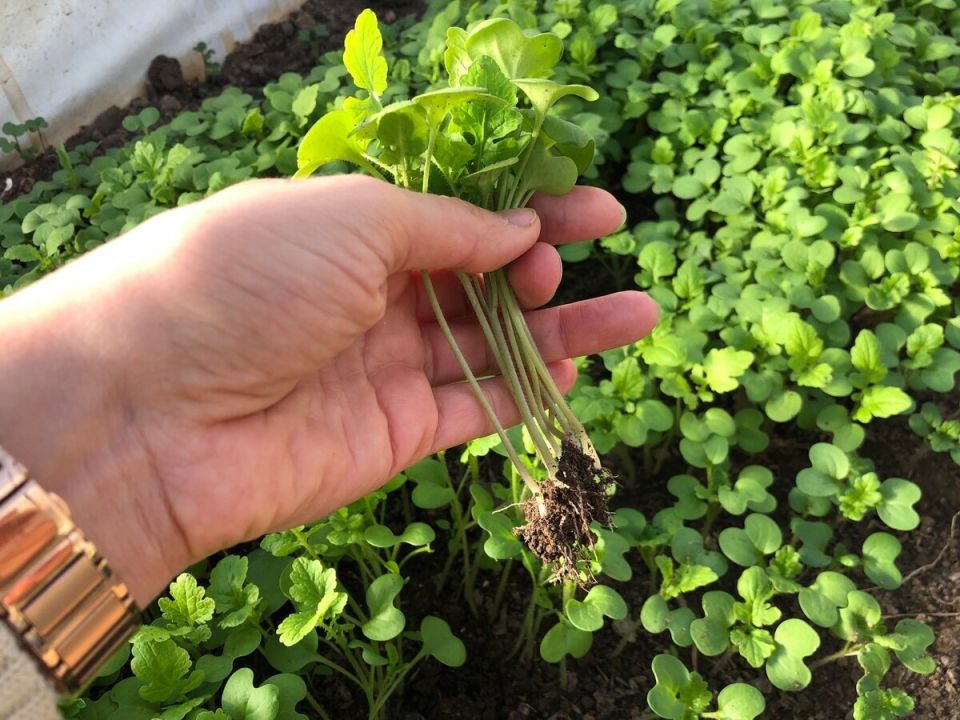 Зачем сажать горчицу под зиму: секреты и неожиданные последствия