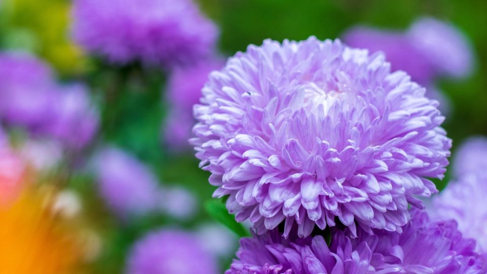 ��� ����� �� ������� � 99 ������� �� ���: ������ ����� ������ �� ��������