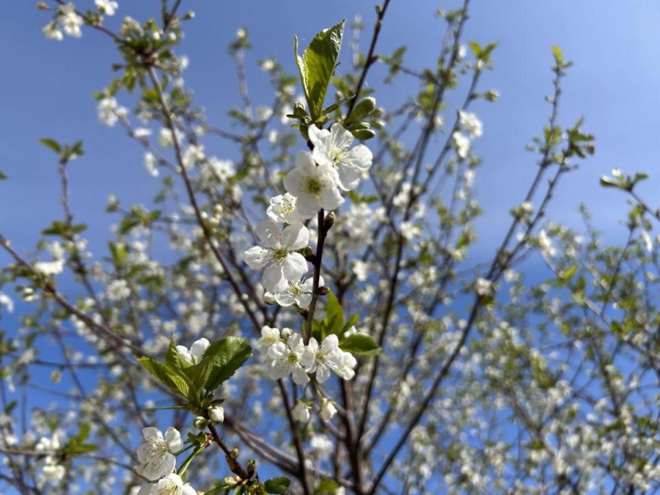 ������ ���� ����� �� ������ �������? ���������� � �������