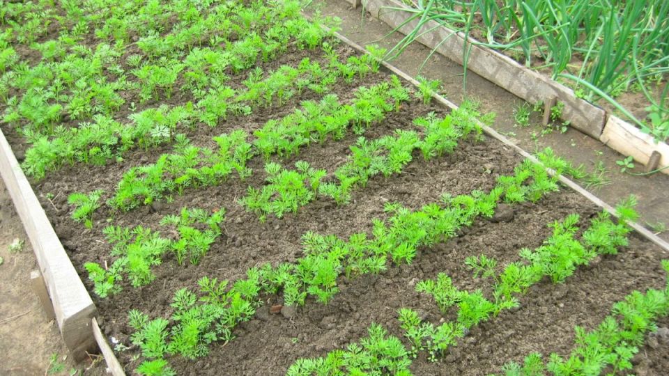 ��� �������� ��������� �������: ������� ��������� ������