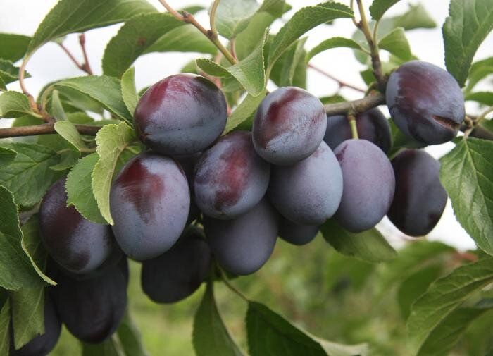 ��� ��������� ������� � ��������� �����: �������� ������ ��� ���������