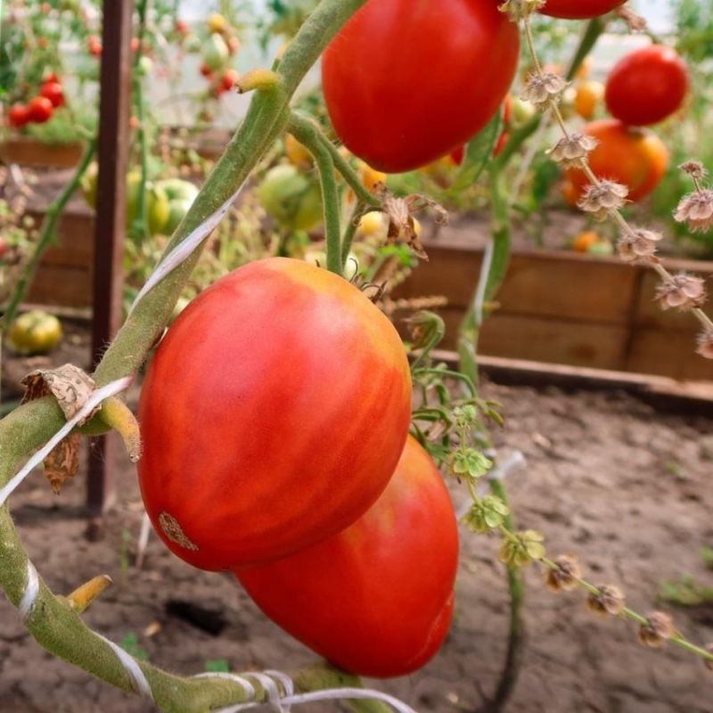 �������� ��� ������� � ������ �������� ������