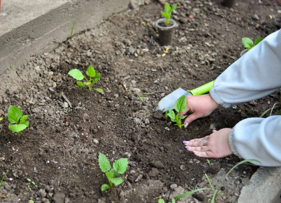 Секреты успешного выращивания астр: от семян до рассады