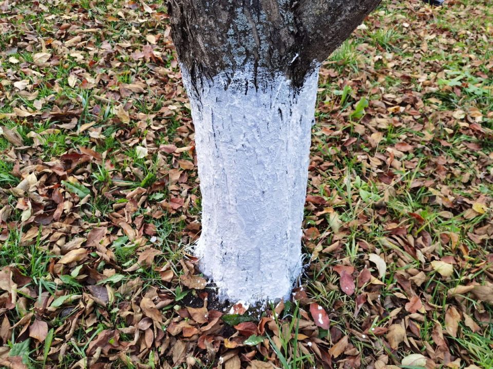 Осенняя побелка деревьев: советы, сроки и секреты успеха