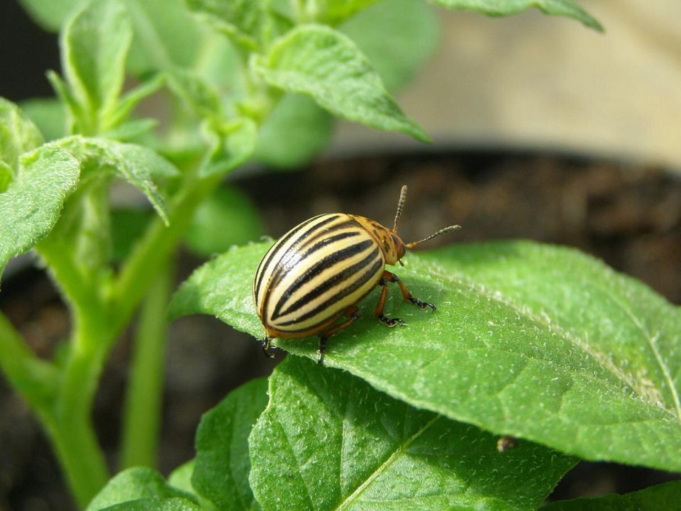 Как защитить свои растения от колорадского жука: эффективные стратегии борьбы