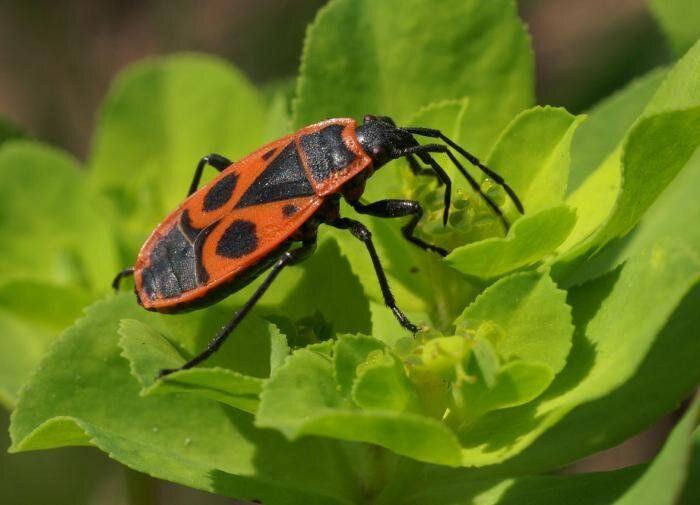 ���������� �������� ���: ���� �� �������