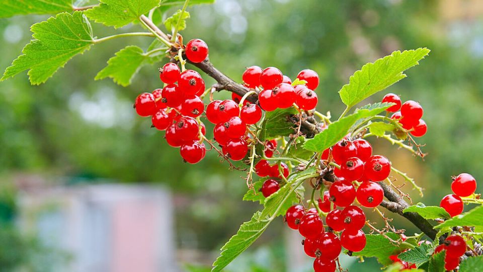 Как эффективно избавиться от почкового клеща на смородине