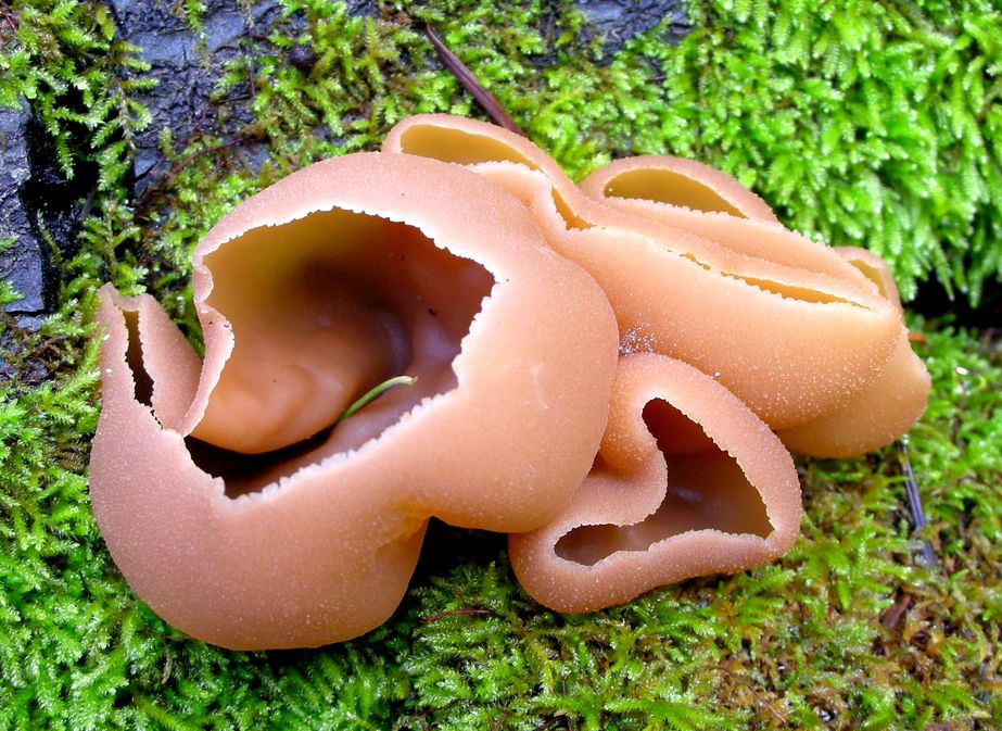 ������ �������