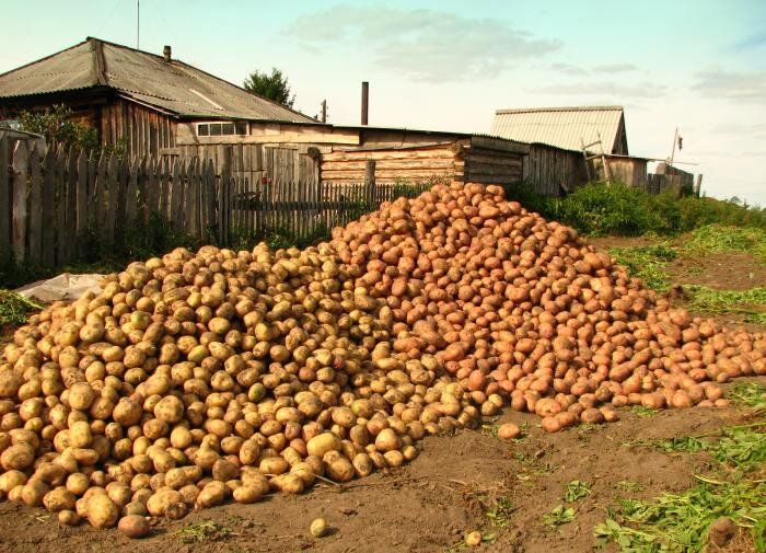 Как добиться рекордов урожая картофеля: проверенные стратегии
