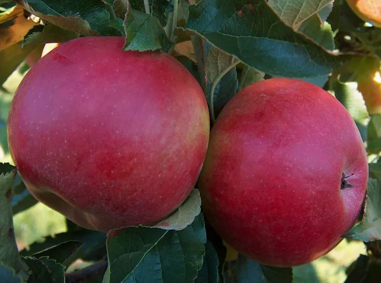 Весенняя обрезка яблонь как путь к обильному урожаю и здоровью сада