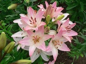 ����� ������: ��������� ���������� ����� � ������������