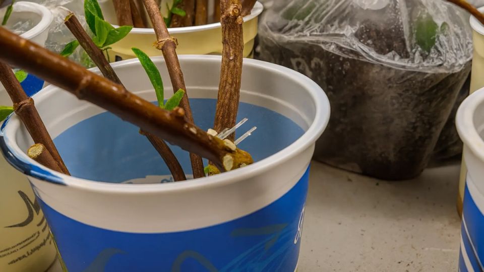 Как избежать гибели черенков за первые дни и сохранить живые побеги