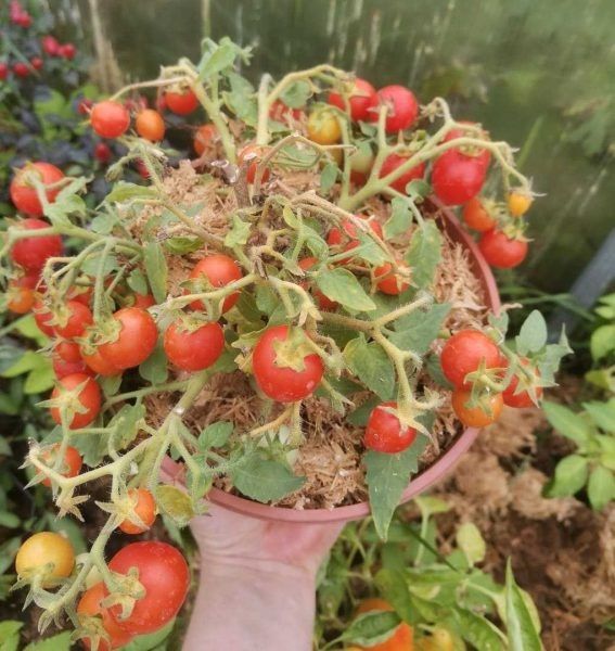 ����� ����: ���������� ���� ��� ������� � ���������� �������