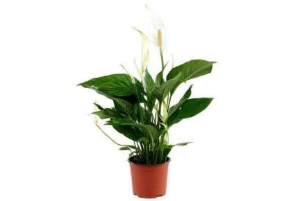  Sweet:   ,     