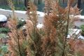 Как распознать весеннее иссушение растений: 8 важных признаков