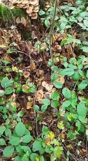 Осенняя погода с дождями и плюсовой температурой подарила небывалый урожай грибов