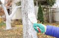 Зачем и как проводить осеннюю побелку плодовых деревьев: основные рекомендации