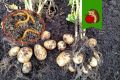 Эффективные методы борьбы с проволочником: сохраняем урожай без химии