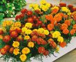 Как бархатцы завоевали кухни и стали заменой дорогому шафрану