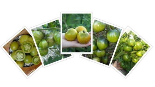 Зеленоплодные томаты: неизведанные горизонты вкусов и сортов