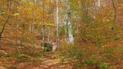 Доброе утро, Адыгея!. Погода в республике сегодня, 29 октября