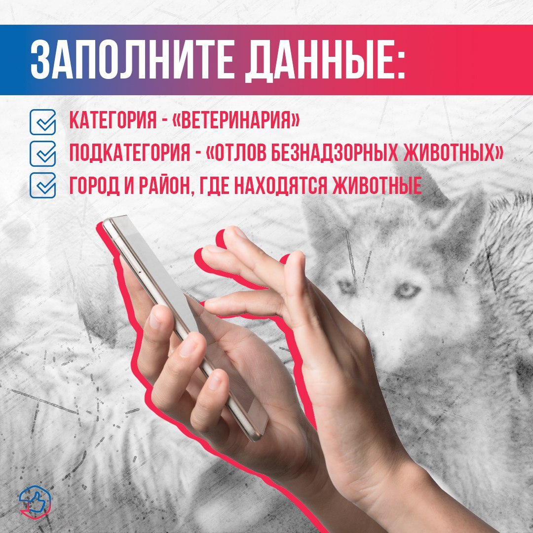 Что делать, если обнаружили агрессивную бродячую собаку? Что делать, если обнаружили агрессивную бродячую собаку?