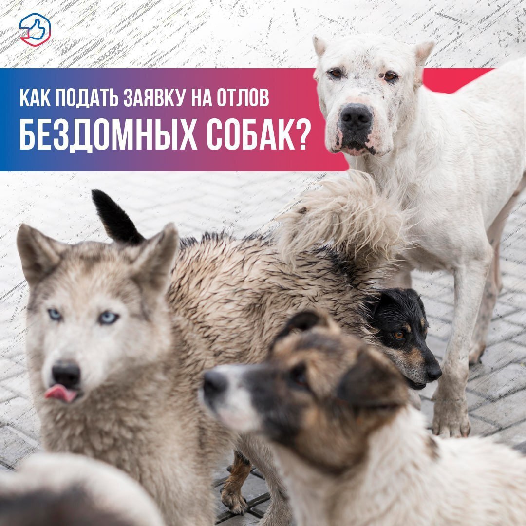 Что делать, если обнаружили агрессивную бродячую собаку?