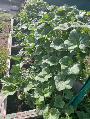 Почему желтеют огурцы и как предотвратить их падение