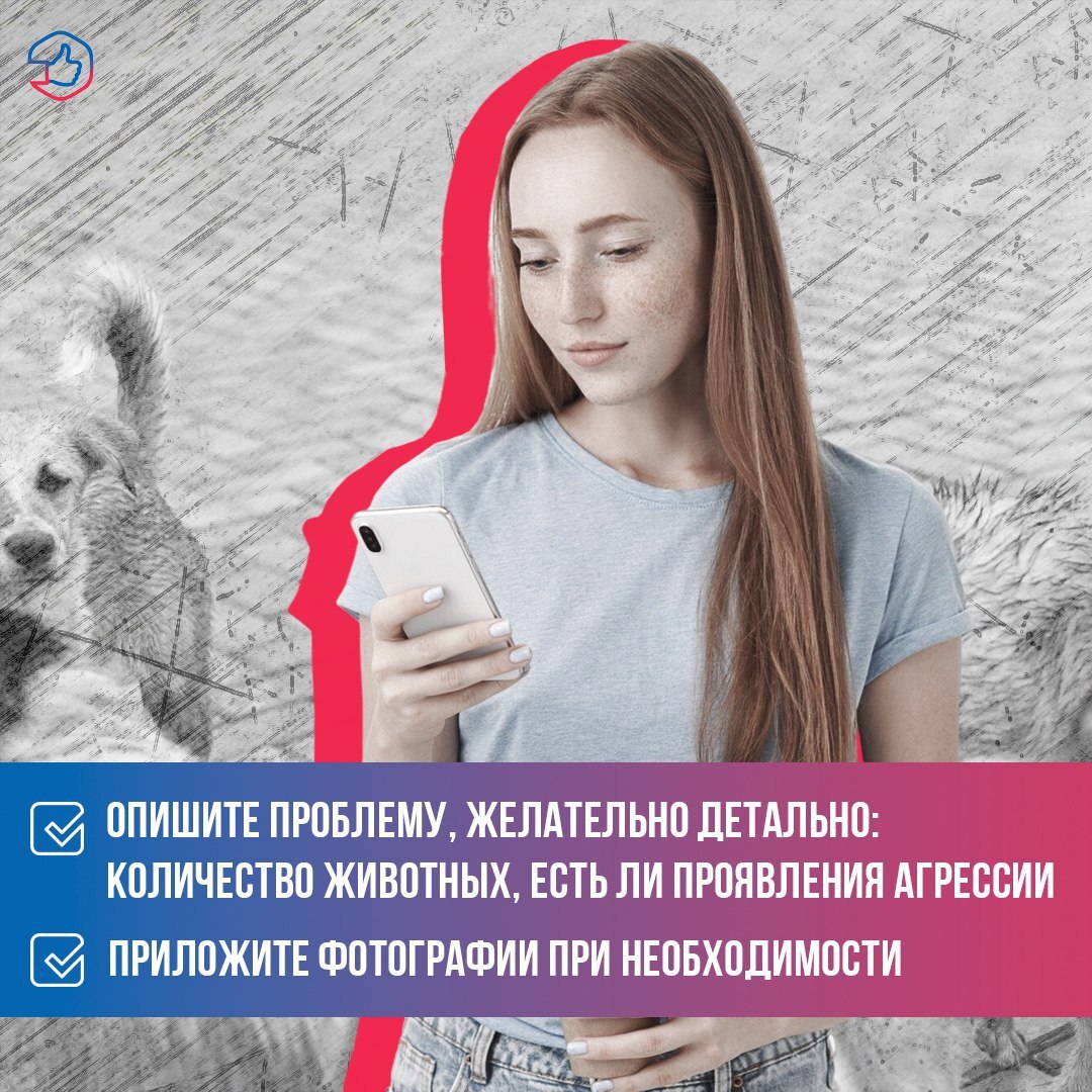 Что делать, если обнаружили агрессивную бродячую собаку? Что делать, если обнаружили агрессивную бродячую собаку?