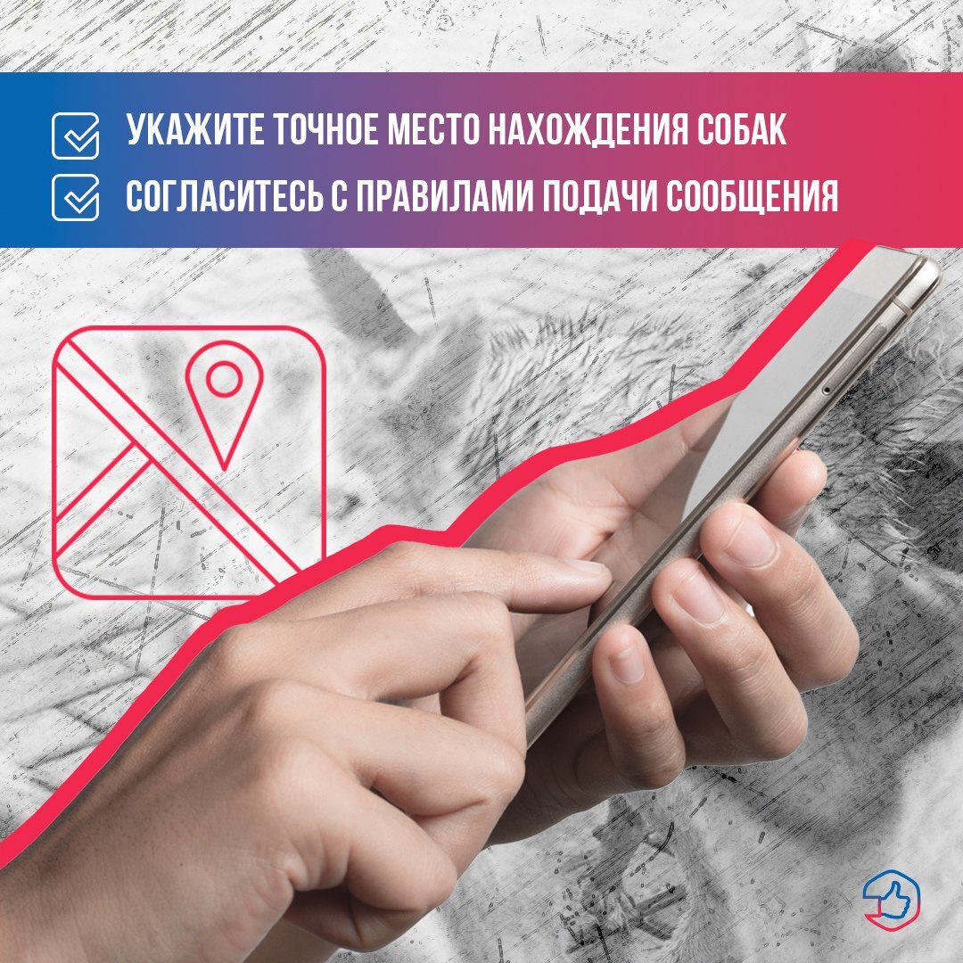 Что делать, если обнаружили агрессивную бродячую собаку? Что делать, если обнаружили агрессивную бродячую собаку?