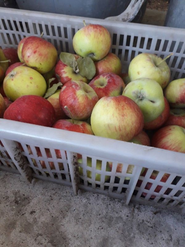 Карликовые и полукарликовые яблони: что нужно знать садоводам