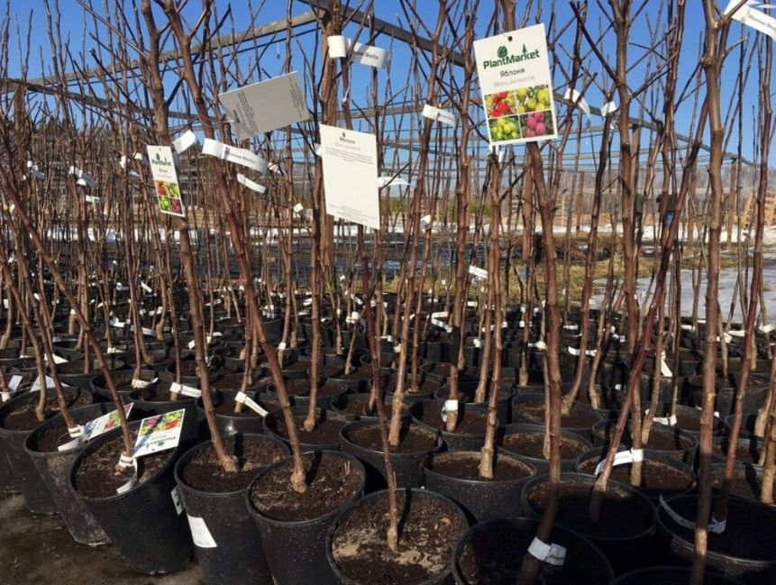 Как за короткие сроки превратить ваш сад в цветущий оазис