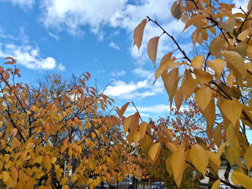 Погода в Майкопе на 31 октября: