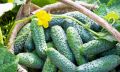 Как лавровая подкормка помогает увеличить урожай огурцов без химии