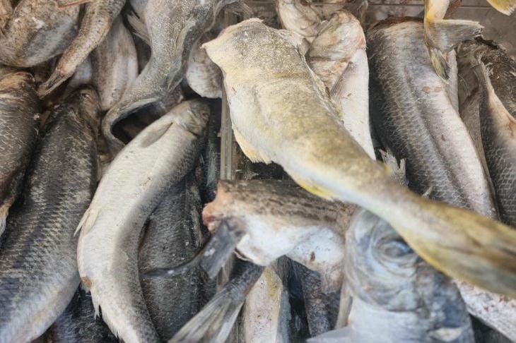 Почему минтай идеален для быстрых рецептов: проверенные способы приготовления за 15 минут