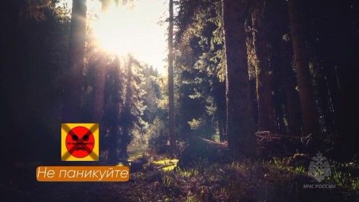 Что делать, если вы заблудились в лесу