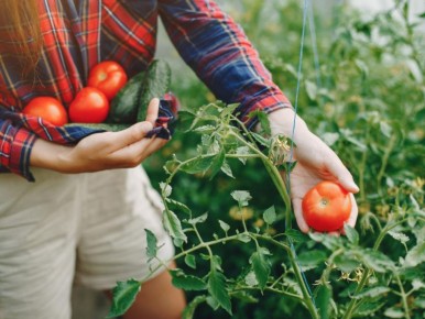 Необычная подкормка для помидоров: как спиртовой раствор может изменить ваш урожай
