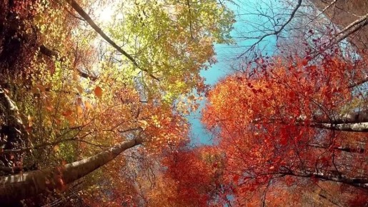 Доброе утро, Адыгея!. Погода в республике сегодня, 1 ноября