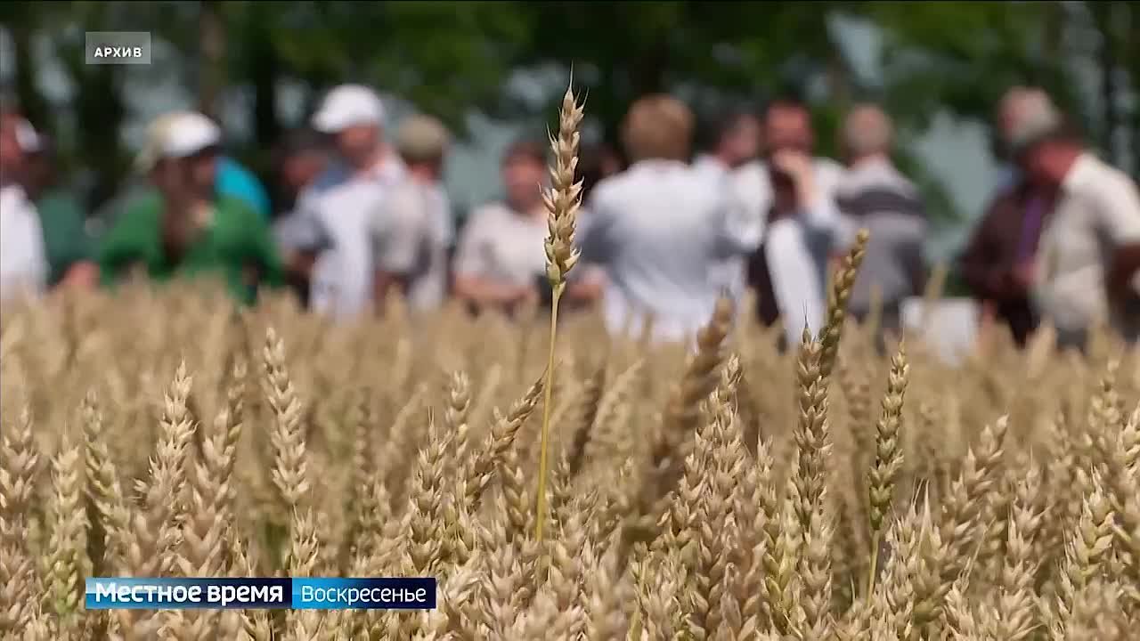Уборочная кампания - 2025 для Адыгеи стала рекордной по качеству зерна пшеницы