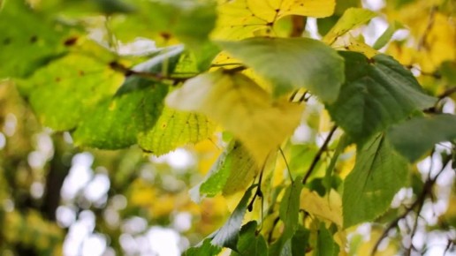 Погода в Майкопе на 3 ноября: