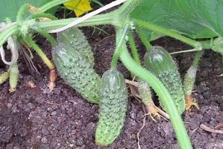 Огурцы Мурашка: секреты успешного урожая и оптимального ухода