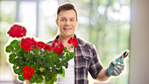 Пышных бутонов будет не счесть: вот как нужно обрезать герань по весне