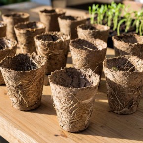 Экологичные и креативные идеи для рассады