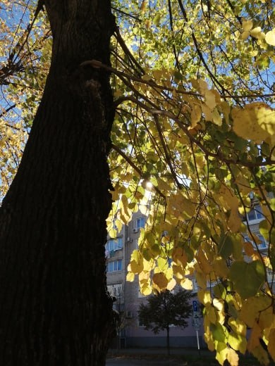 Отличная погода, чтобы отметить праздник прогулкой по Майкопу! Отличная погода, чтобы отметить праздник прогулкой по Майкопу!