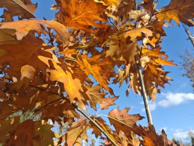 Погода в Майкопе на 4 ноября: